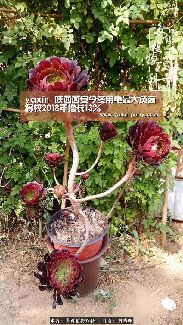 yaxin-陕西西安今冬用电最大负荷将较2018年增长13%(图3) 亚新官网